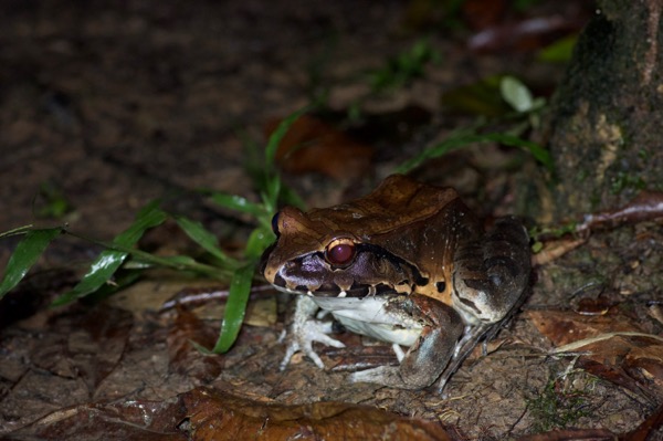 Smokey Jungle Frog (Leptodactylus pentadactylus)