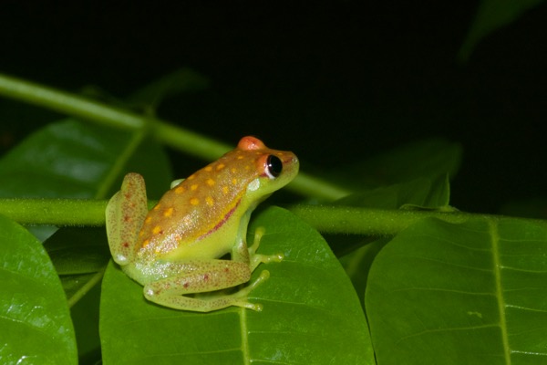 Polkadot Treefrog (Boana punctata)