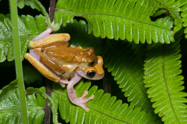 Variable Clown Treefrog (Dendropsophus triangulum)