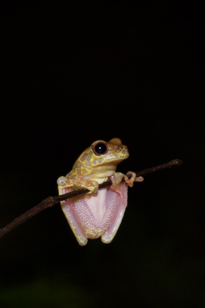 Variable Clown Treefrog (Dendropsophus triangulum)