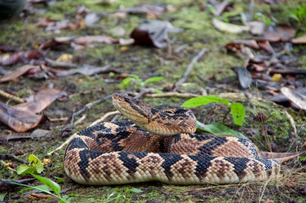 South American Bushmaster (Lachesis muta muta)