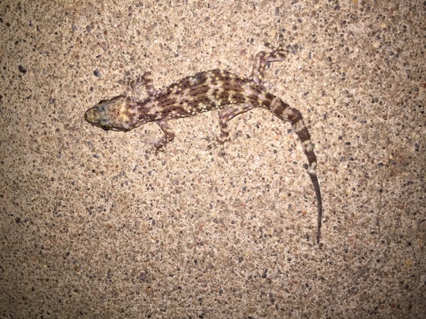 Mediterranean Gecko (Hemidactylus turcicus)