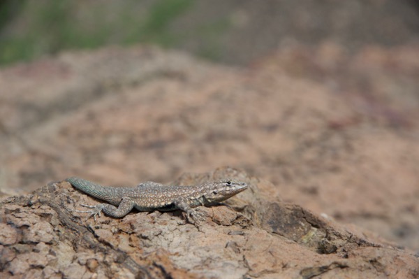 Western Side-blotched Lizard (Uta stansburiana elegans)