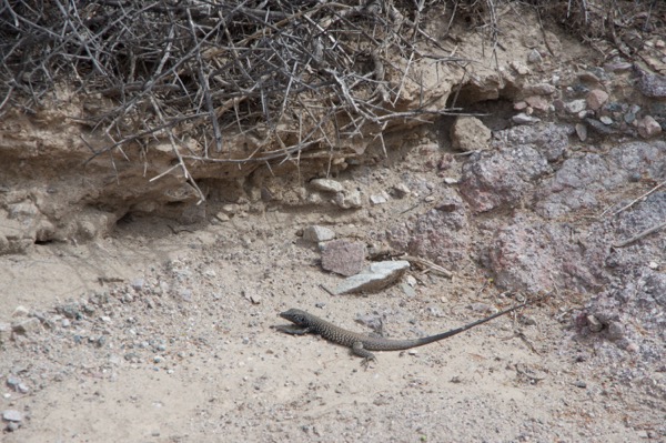 Great Basin Whiptail (Aspidoscelis tigris tigris)