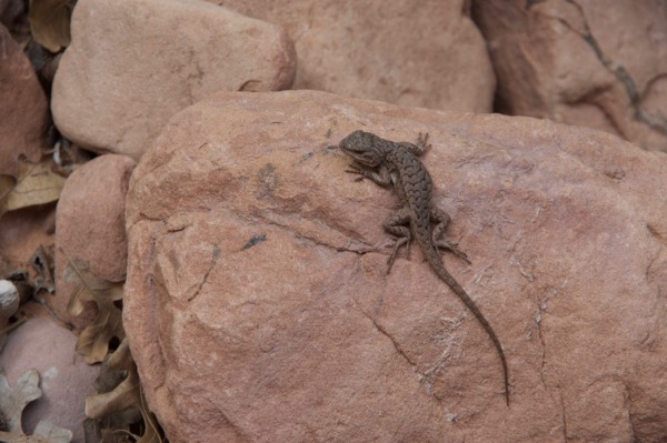 Plateau Lizard (Sceloporus tristichus)