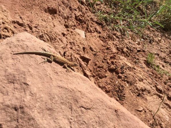 Plateau Side-blotched Lizard (Uta stansburiana uniformis)