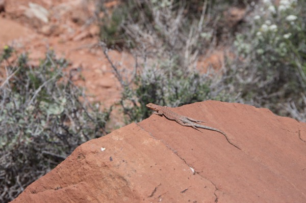 Plateau Side-blotched Lizard (Uta stansburiana uniformis)