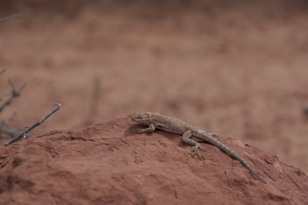 Plateau Side-blotched Lizard (Uta stansburiana uniformis)