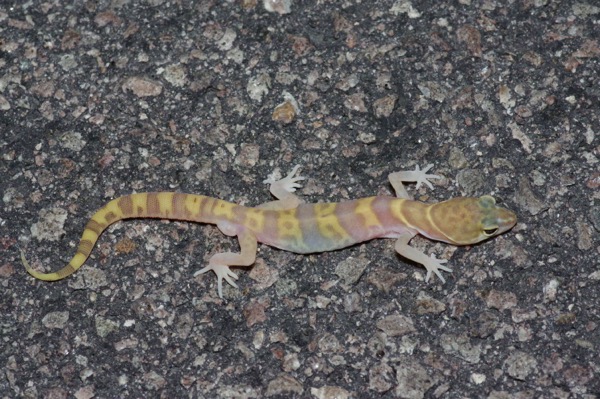 Desert Banded Gecko (Coleonyx variegatus variegatus)