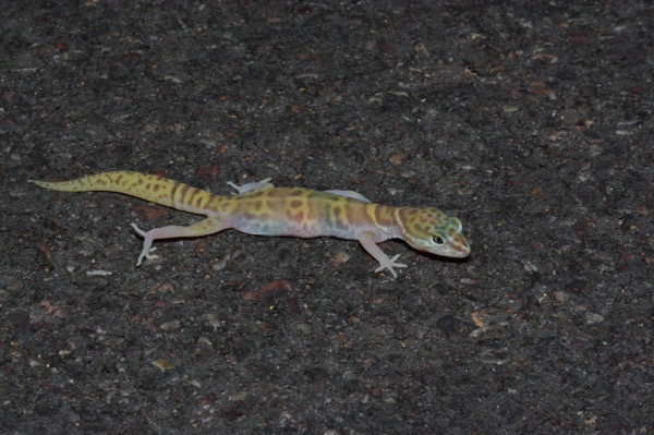 Desert Banded Gecko (Coleonyx variegatus variegatus)