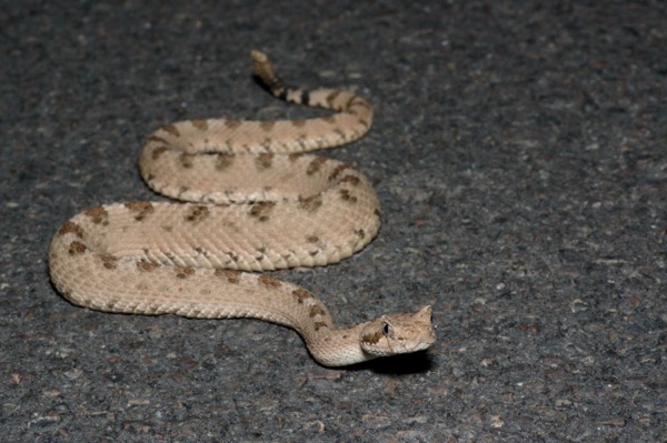 Mohave Desert Sidewinder (Crotalus cerastes cerastes)