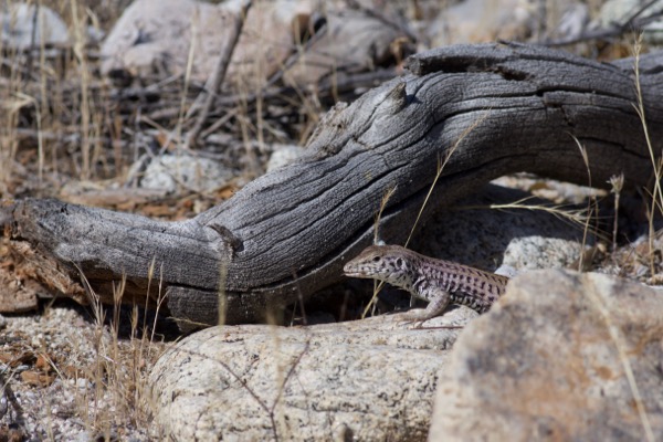 California Whiptail (Aspidoscelis tigris munda)