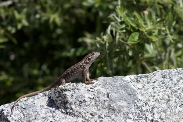 Coast Range Fence Lizard (Sceloporus occidentalis bocourtii)