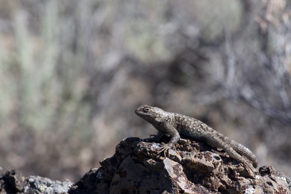 Great Basin Fence Lizard (Sceloporus occidentalis longipes)