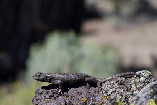 Great Basin Fence Lizard (Sceloporus occidentalis longipes)