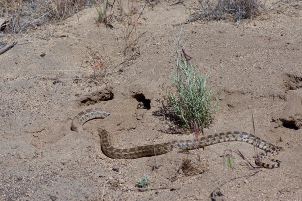 Pacific Gopher Snake (Pituophis catenifer catenifer)