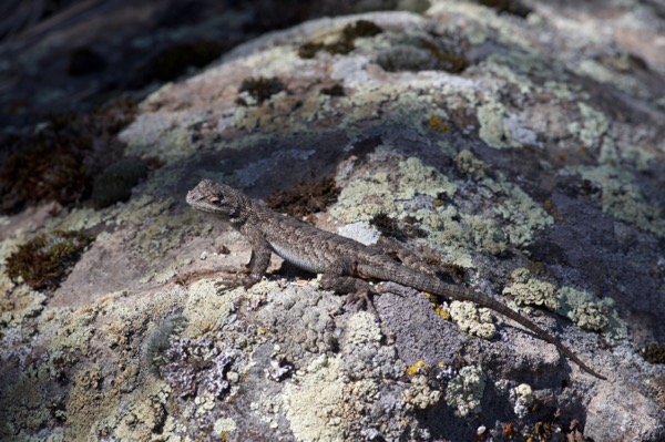 Great Basin Fence Lizard (Sceloporus occidentalis longipes)