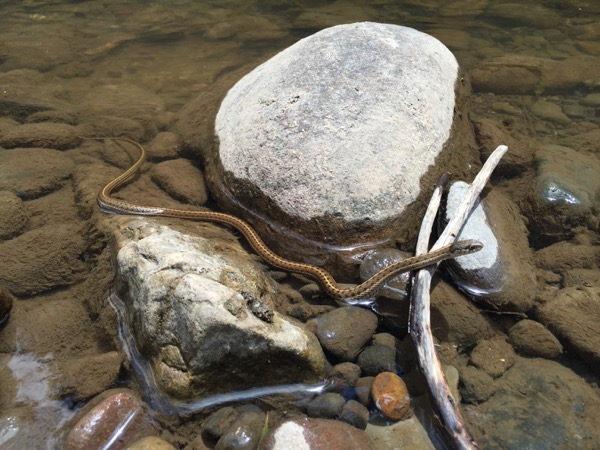 Wandering Gartersnake (Thamnophis elegans vagrans)