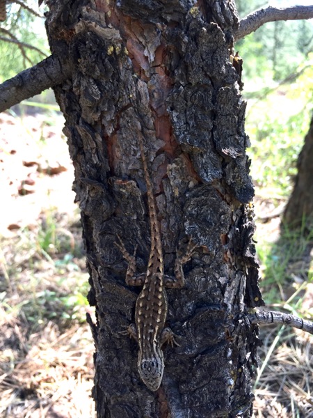 Plateau Lizard (Sceloporus tristichus)