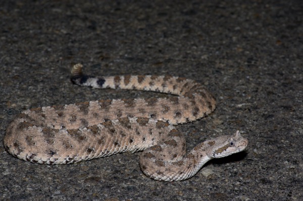 Mohave Desert Sidewinder (Crotalus cerastes cerastes)