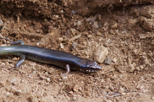 Great Plains Skink (Plestiodon obsoletus)