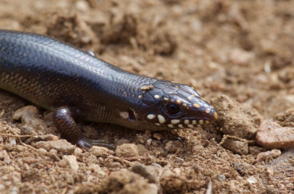 Great Plains Skink (Plestiodon obsoletus)