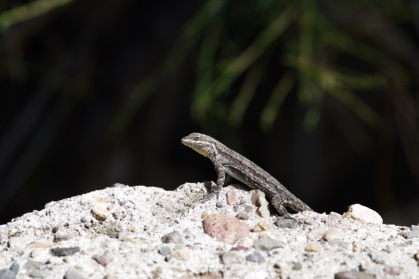 Schott’s Tree Lizard (Urosaurus ornatus schottii)