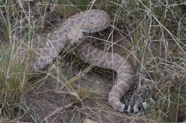 Western Diamond-backed Rattlesnake (Crotalus atrox)