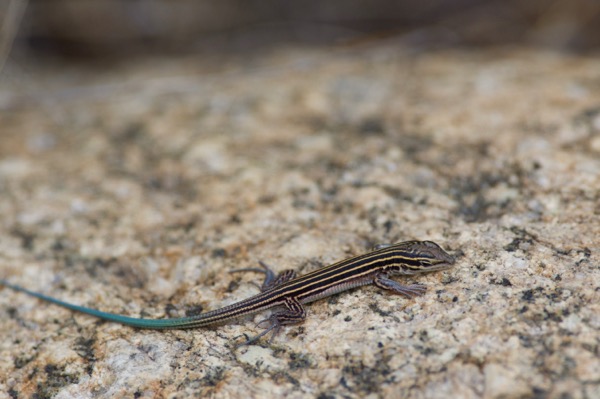 Desert Grassland Whiptail (Aspidoscelis uniparens)