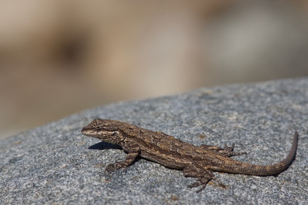 Schott’s Tree Lizard (Urosaurus ornatus schottii)