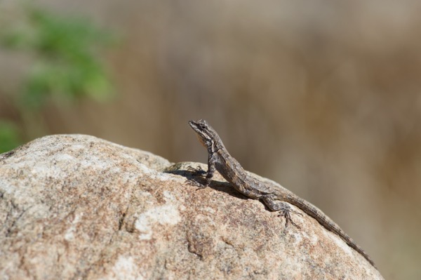 Schott’s Tree Lizard (Urosaurus ornatus schottii)