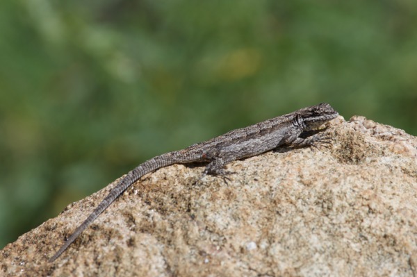 Schott’s Tree Lizard (Urosaurus ornatus schottii)