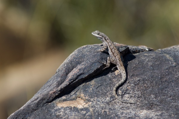 Schott’s Tree Lizard (Urosaurus ornatus schottii)