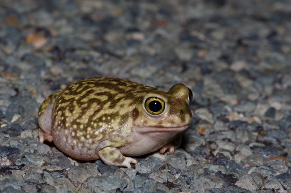 Couch’s Spadefoot (Scaphiopus couchii)