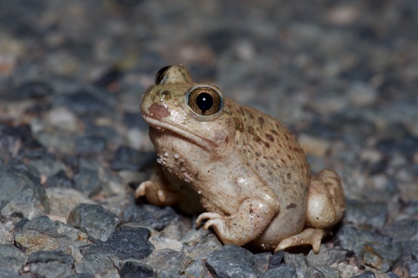 Plains Spadefoot (Spea bombifrons)