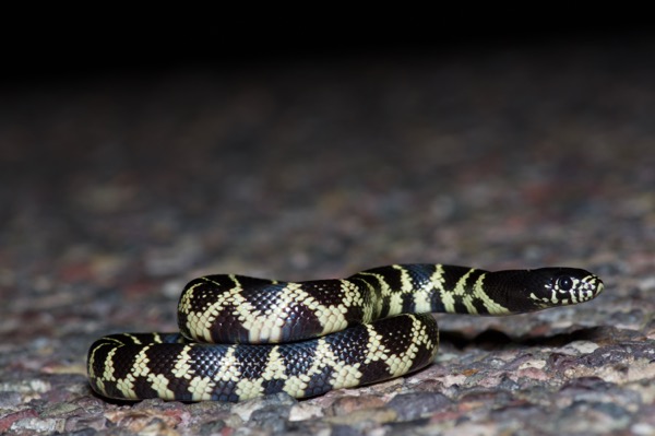 Desert Kingsnake (Lampropeltis splendida)