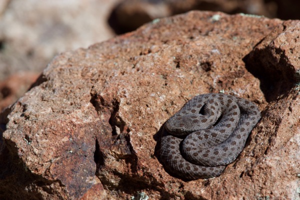 Western Twin-spotted Rattlesnake (Crotalus pricei pricei)