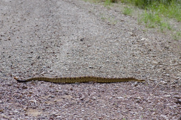 Western Black-tailed Rattlesnake (Crotalus molossus)