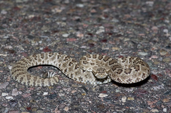 Northern Mohave Rattlesnake (Crotalus scutulatus scutulatus)