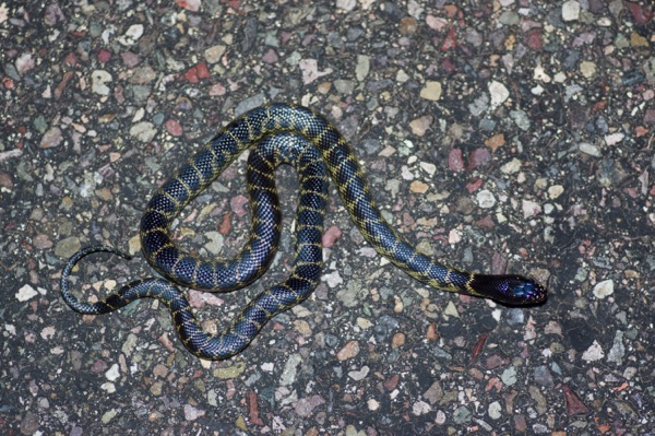 Desert Kingsnake (Lampropeltis splendida)