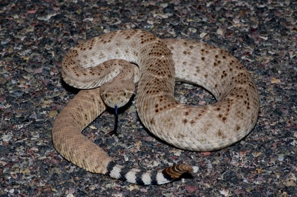 Western Diamond-backed Rattlesnake (Crotalus atrox)