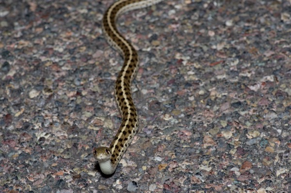 Marcy’s Checkered Gartersnake (Thamnophis marcianus marcianus)