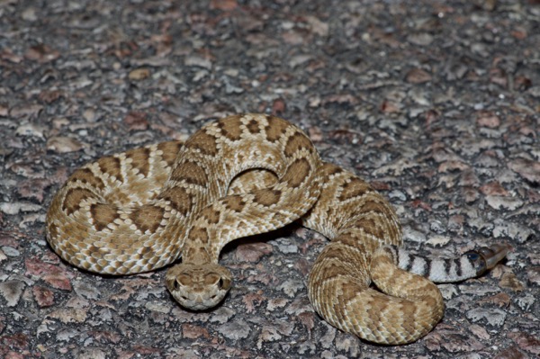 Northern Mohave Rattlesnake (Crotalus scutulatus scutulatus)