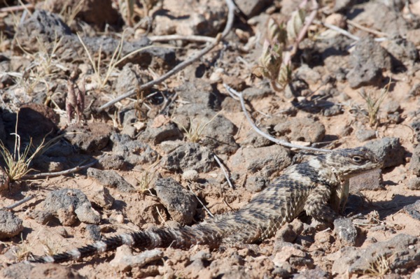 New Mexico Crevice Spiny Lizard (Sceloporus poinsettii poinsettii)