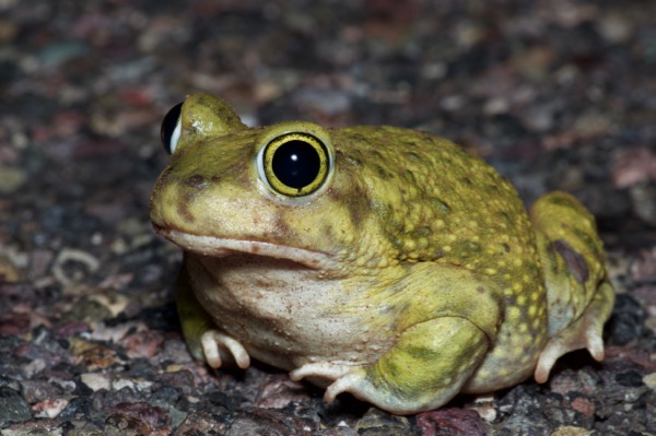 Couch’s Spadefoot (Scaphiopus couchii)