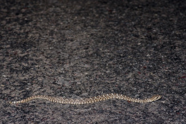 Northern Mohave Rattlesnake (Crotalus scutulatus scutulatus)