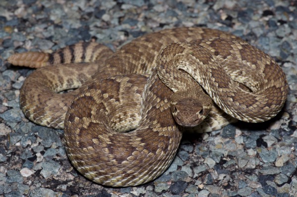 Northern Mohave Rattlesnake (Crotalus scutulatus scutulatus)