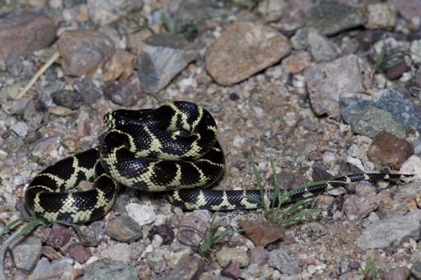 California Kingsnake (Lampropeltis californiae)