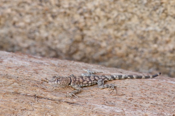 Mearns’s Rock Lizard (Petrosaurus mearnsi)