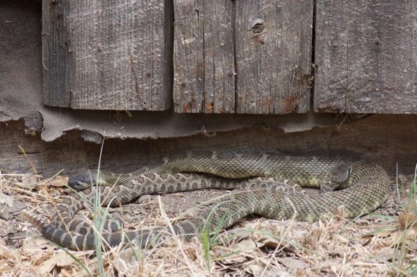 Northern Pacific Rattlesnake (Crotalus oreganus oreganus)